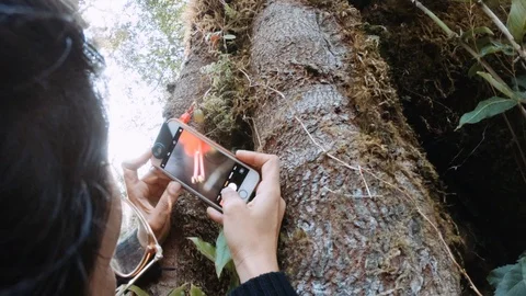 Biologist studies flowers in the forest. Stock Footage 108936996
