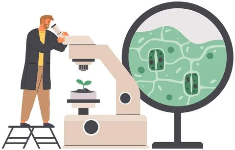 Biologist studies plant cell with microscope. Biological research with Stock Illustration