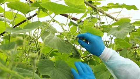 A biologist is studying the dried fruit of cucumber Stock Footage 112990761