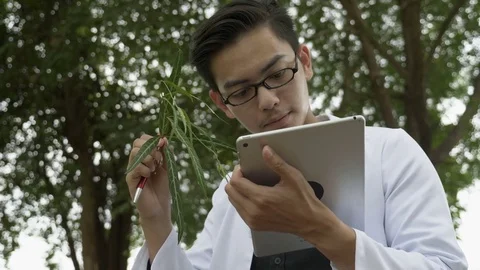 Biologist using digital tablet to analyze herb in the forest park Stock Footage 81599712