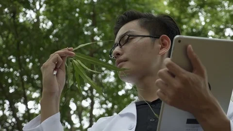 Biologist using digital tablet to analyze herb in the forest park Video stock 81599877