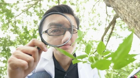 Biologist using magnifying glass to analyze plants in the forest park Stock Footage 81598559