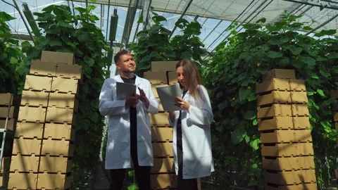 Biologists are working on developing new methods for growing GMO cucumbers in Stock Footage 303486569