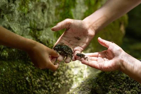 Biologists comparing two frogs in rainforest research Photos