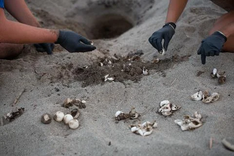 Biologists counting empty sea turtle eggs after hatching on beach Stock Photos