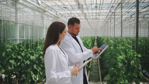 Biologists discussing concept of irrigation system in greenhouse growing Stock Footage 278660195