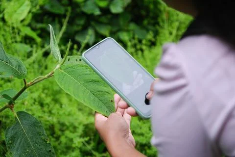 Biologists examine and input data into smartphones. 스톡 사진