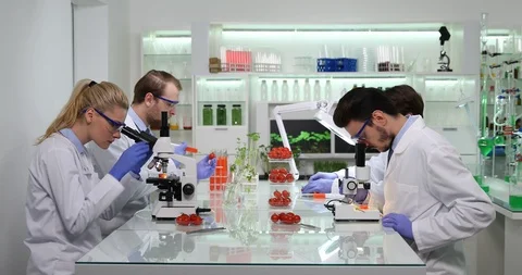 Biologists Group Test Tomato Vegetables Examining on Microscope Laboratory Room Stock Footage 85495708