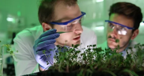 Biologists Team Study Radish Seedlings in Modern Laboratory Teamwork Collaborate Stock Footage 85493040