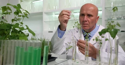 Biologists Working Carefully with Experimental Plants Culture in Laboratory Stock Footage 83687036