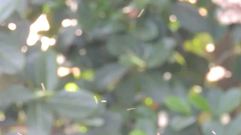 Biology concept real small tiny flying migrating insect midges swarm pattern 스톡 동영상 141144866