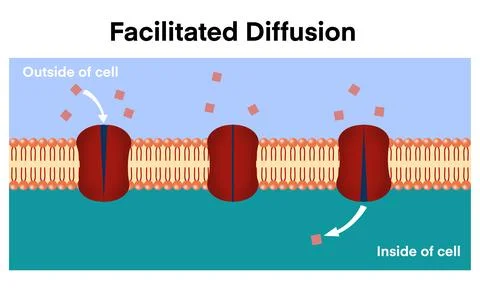 Biology of facilitated diffusion across a cell membrane with transport proteins Stock Illustration