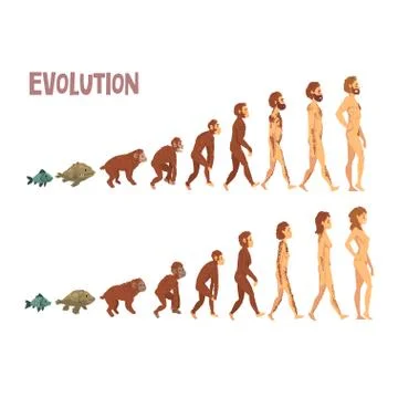 Biology Human Evolution Stages, Evolutionary Process of Man and Woman Vector Stock Illustration