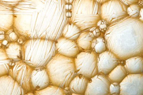 Biology Illustrazione stock