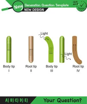 Biology - Lecture notes, plant physiology Stock Illustration