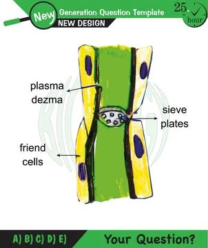 Biology - Lecture notes, plant physiology Stock Illustration