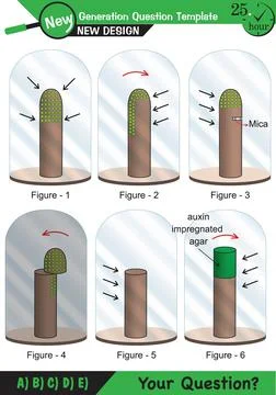 Biology - Lecture notes, plant physiology Stock Illustration