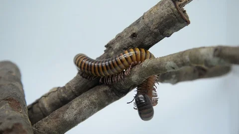 Biology of the millipede Stock Footage 104905800