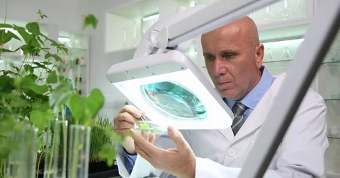 Biology Research Scientist Make Experiments with Plants Inside Laboratory Stock-Footage 83688341