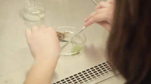 Biology science research Stock Footage 49071203