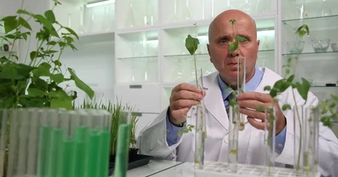Biology Scientist in Laboratory Study Different Type of Plants in Tubes Stock-Footage 83688086