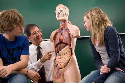 A biology teacher teaching students anatomy Stock Photos