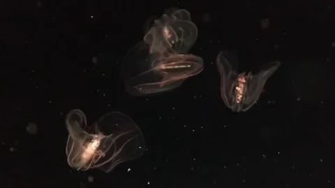 Bioluminescence Stock Footage 82034978