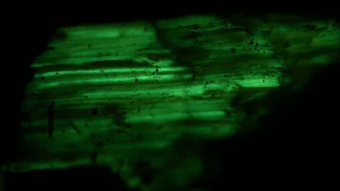 Bioluminescence Stock Footage 99444523