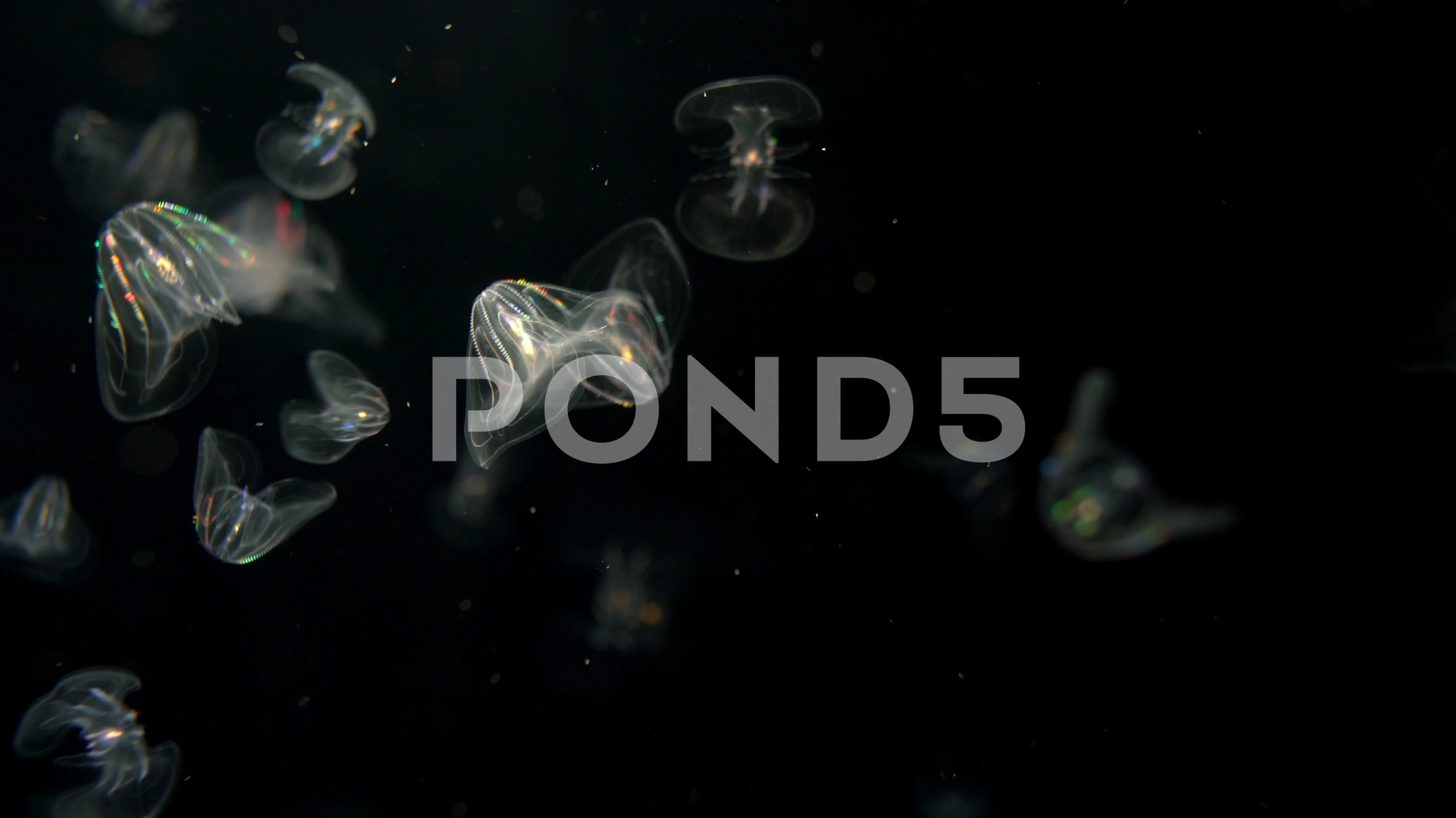 Bioluminescent Comb Jellyfish