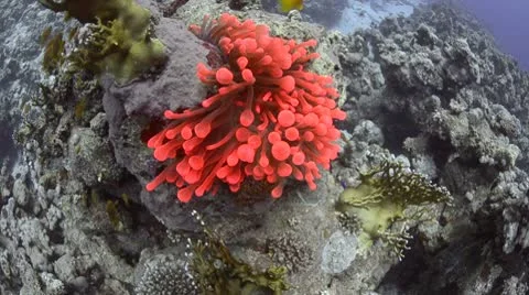 Bioluminescence of a red anemone Stock Footage 8973586