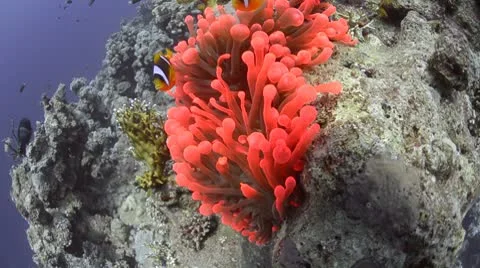Bioluminescence of a red anemone Stock Footage 8973594