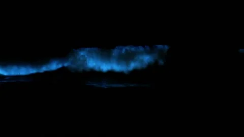 Bioluminescent Algae lights up Waves Stock Footage