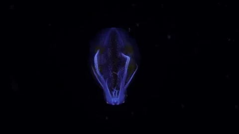 Bioluminescent-Ctenophore Stock Footage 317293245