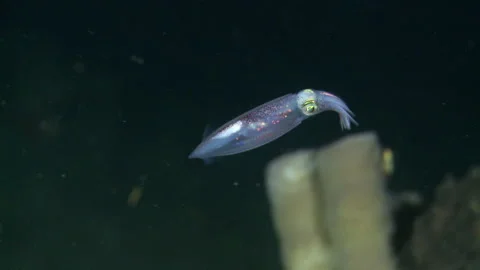 Bioluminescent firefly squid Stock Footage 150441117