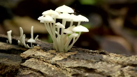 Bioluminescent fungi start to glow, Malaysia Stock Footage