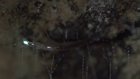 Bioluminescent glow worm moves in web Stock Footage 83630786
