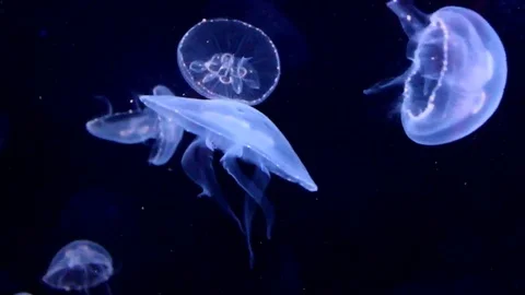 Bioluminescent Jellyfish Stock Footage 69129210
