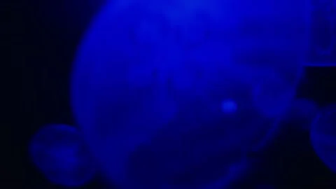 Bioluminescent jellyfish Stock Footage 237417736