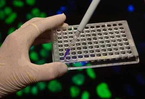 In the biomedical laboratory. Stock Photos