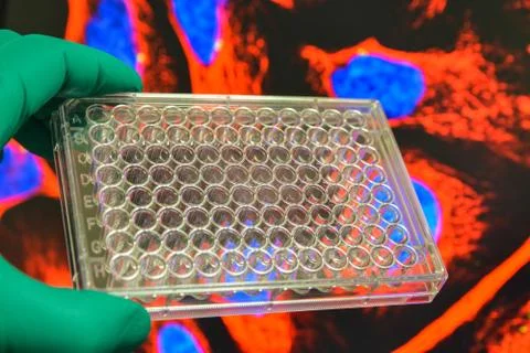 In the biomedical laboratory. Stock Photos