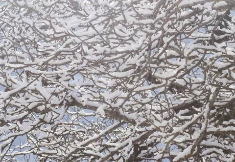 Biomorph shapes and structures, pattern and texture on a surface biomorph ... Stock Photos