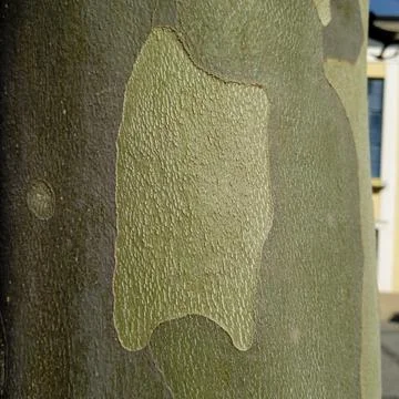 Biomorph shapes, structures and patterns Foto stock