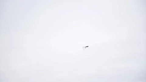 Bionic Bird Stock Footage 48632877