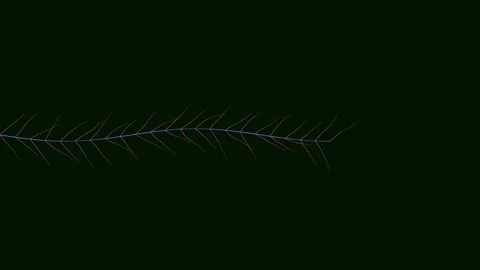 Bionic leaf venation animation 4K Vídeos de archivo 336516554