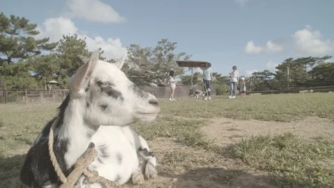 Bios01475370 Stock-Footage 122358909