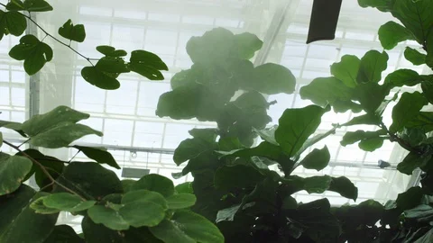 Biosphere ceiling and plants in thick humidity as butterflies fly around Vídeo Stock 129529639