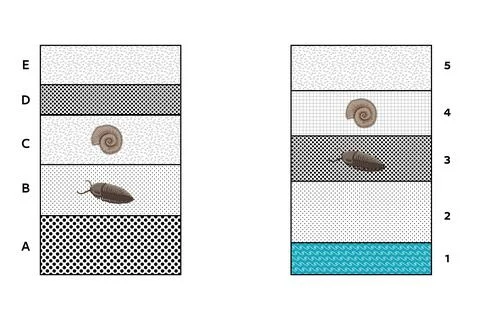 Biostratigraphy and correlation using index fossils. Stock Illustration