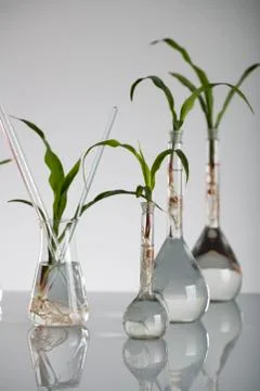 Biotechnolgy concept. Stock Photos