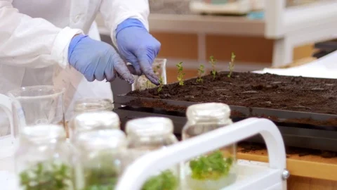 Biotechnology and Genetic Engineering - a labor packs the little plants in the Stock Footage 115648453
