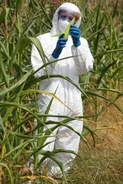 Biotechnology engineer examining  corn cob on field Stock Photos